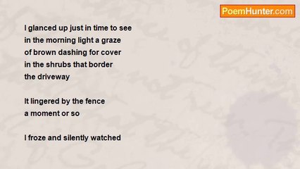 Michael Pruchnicki - Morning Hare