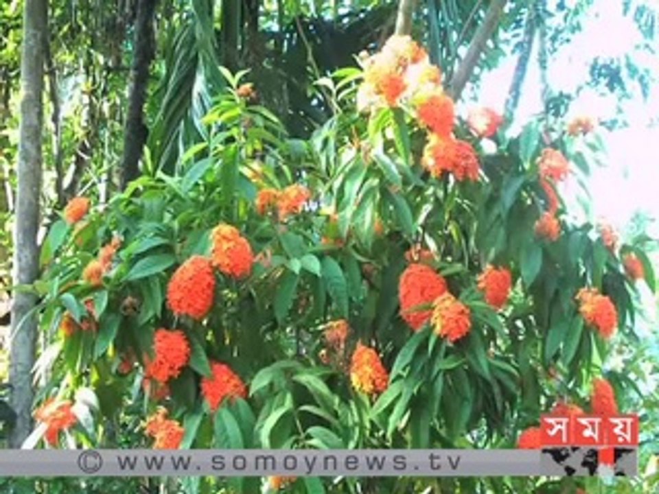 বর্ষার শুরুতেই ফুলে ফুলে রঙিন ঝালকাঠি