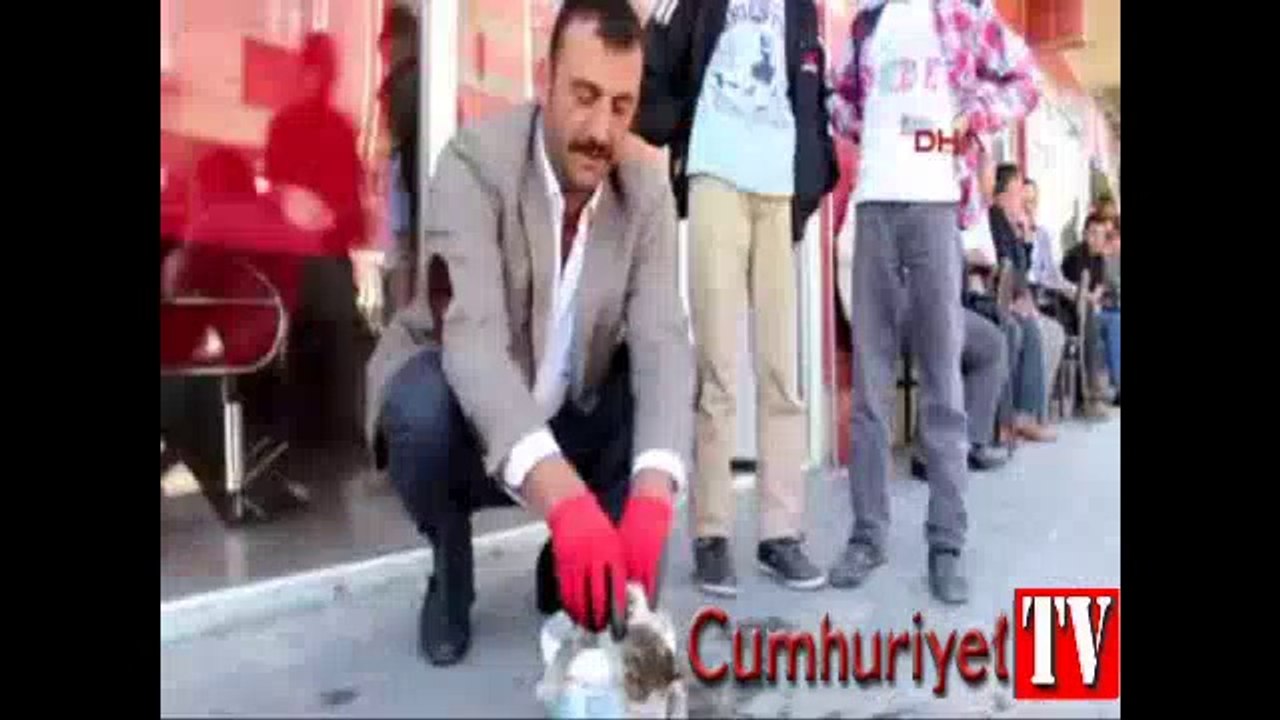 Yavru kedi fare tuzağına düştü
