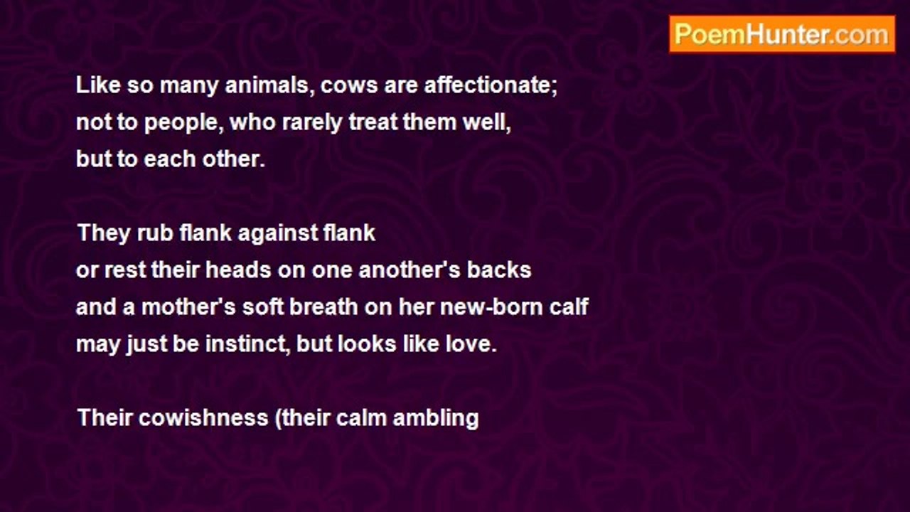 Robert Melliard - Cows