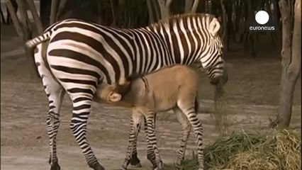 Video- Rare 'zonkey', zebra-donkey baby, born naturally in Mexico (1)