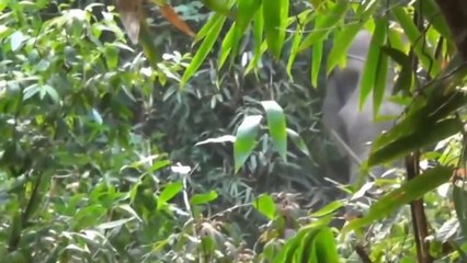 Un homme stoppe un éléphant qui charge !!