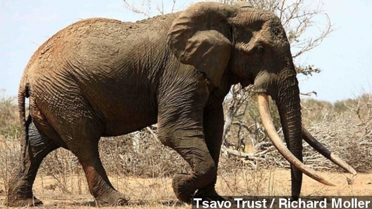Popular Elephant Named Satao Killed In Kenyan Park