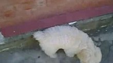 RULITO EN CASA 1