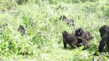 الغوريلا ، تساهم في رفع إيرادات رواندا