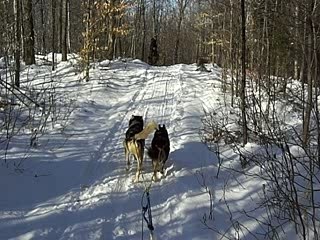 7ème jour Traineau à chiens (71)