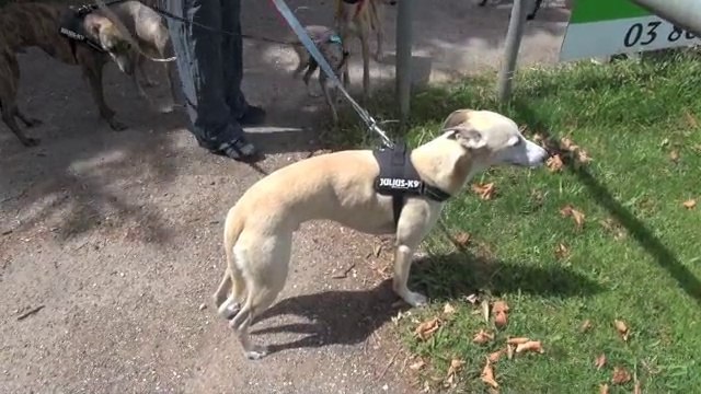 Courses de lévriers à Auxerre : rien ne sert de courir ...