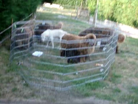 chiots terre neuve marron bronze de l'élevage de VALOYAN