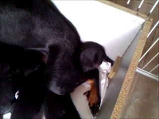 chiots Hina 15 juin 2014