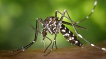 Alpes-du-Sud: Les moustiques tigres vont-ils arriver chez nous ?