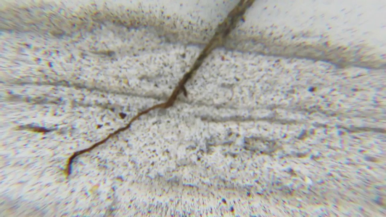 Believe it or Not A plant growing in Air