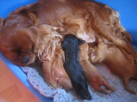 Tétée du matin des bébés de Diane