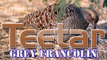 Teetar (Grey Francolin)