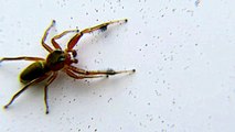Big Crab Spider on the wall attacks Daddy