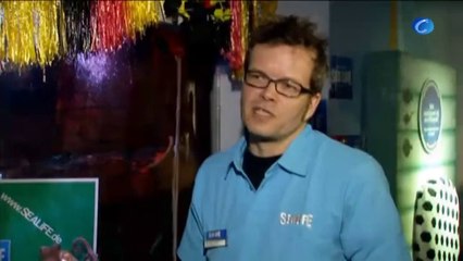 [BRASIL 2014] El pulpo Regina sustituye al pulpo Paul