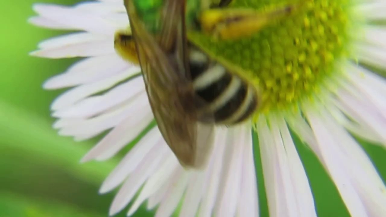 Green Bumble Bee