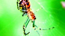 Sunflower Spider -Amazing Nature