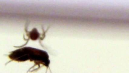 Monster Bug Wars- How Spider Eats Dinner