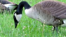 Friendly Canada geese - HD Mini-Documentary-Canada Geese Family With Two Little Babies