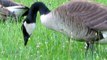 Friendly Canada geese - HD Mini-Documentary-Canada Geese Family With Two Little Babies