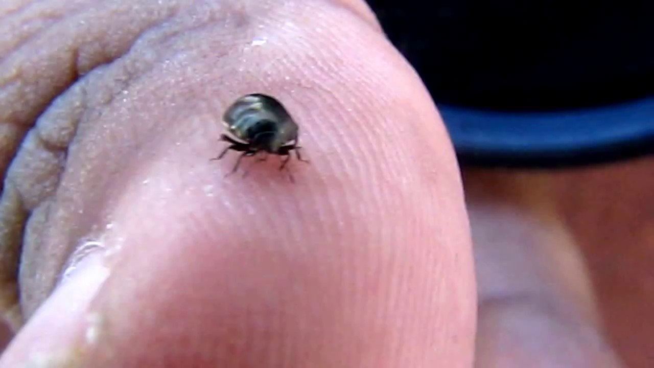 Creepy Beetle crawling over my Hand-Bloodcurdli...