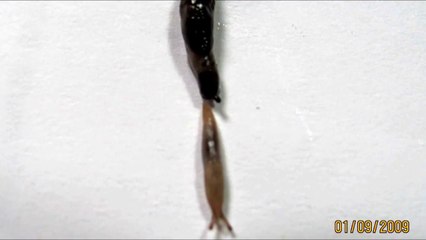 Snails making love.Snails making babies.Snail sex