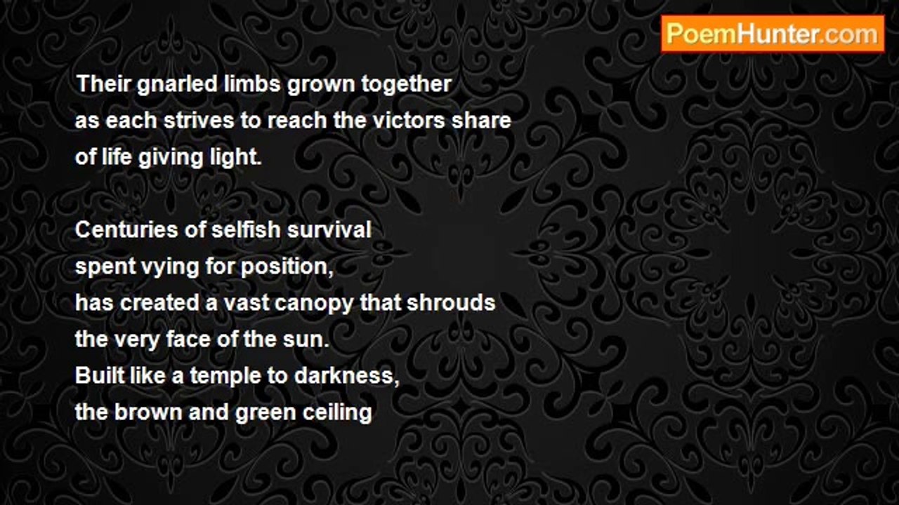 amber roser - a woodland