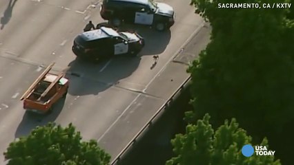 Catch me if you can! Puppy pursuit jams major highway