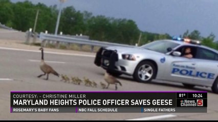 Maryland Heights officer helps stranded geese cross street