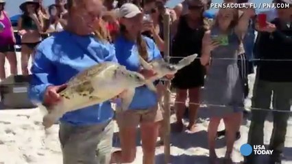 Healed sea turtles released back into ocean