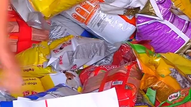 Dog shelter works to reunite animals with owners after floods