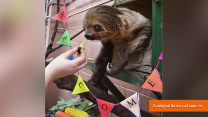 Video herunterladen: First ever baby sloth Born at London zoo is adorable