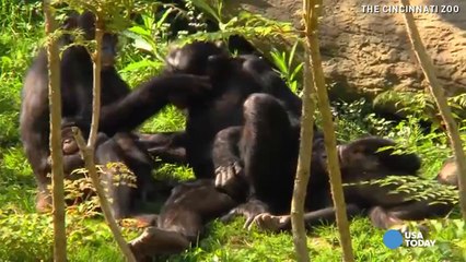 Cute baby animals cuddle with their parents