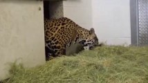 Raw: Jaguar cubs born at California zoo
