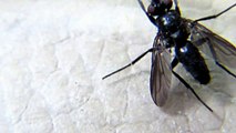 Monster Bug Wars-Amazing House Fly