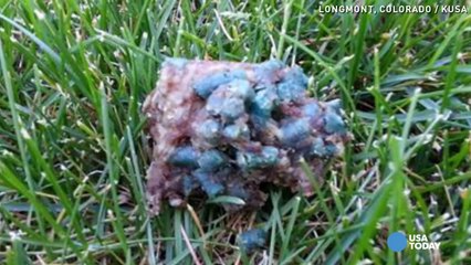 Dog killed by poisoned meatball