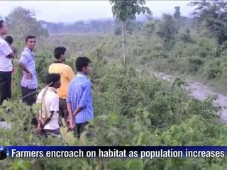 Firecrackers used to scare foraging elephants in India