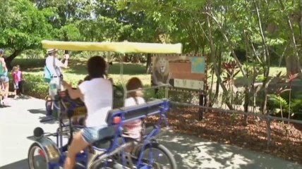 After setbacks, Miami's Zoo Unveils lion cubs