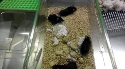 Mice left untreated with MS