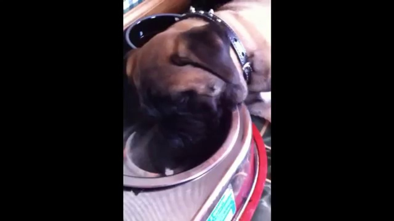 Dog Bowl Nap