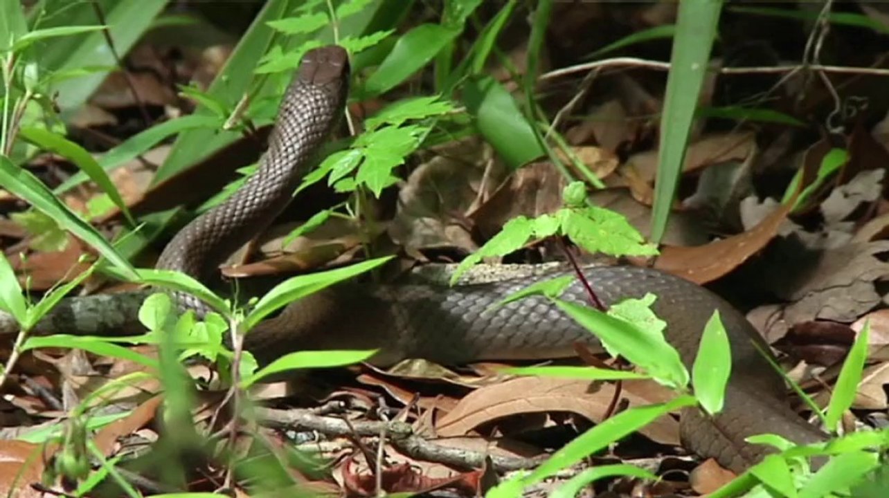 Tourist video captures gator-feeding frolic