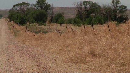 Tumbleweeds causing trouble in southern Colorado