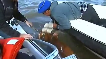 Farmers in flooded Iguazu Falls region rush to save livestock