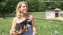 'Running of the Goats' video goes viral