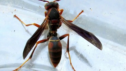 Giant American Brown Hornet HD- Amazing Nature