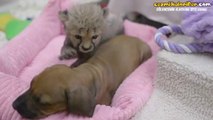 Yavru Çita ve Yavru Köpeğin Oynaşmaları