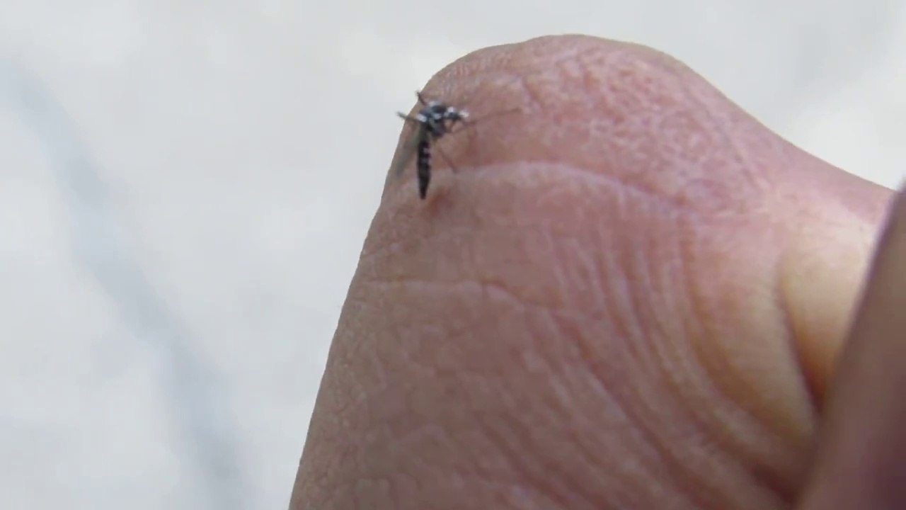 How a Mosquito Bites and Life cycle of Malaria Parasite