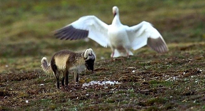 Kutup Tilkisinin Kaz Yumurtası Avı