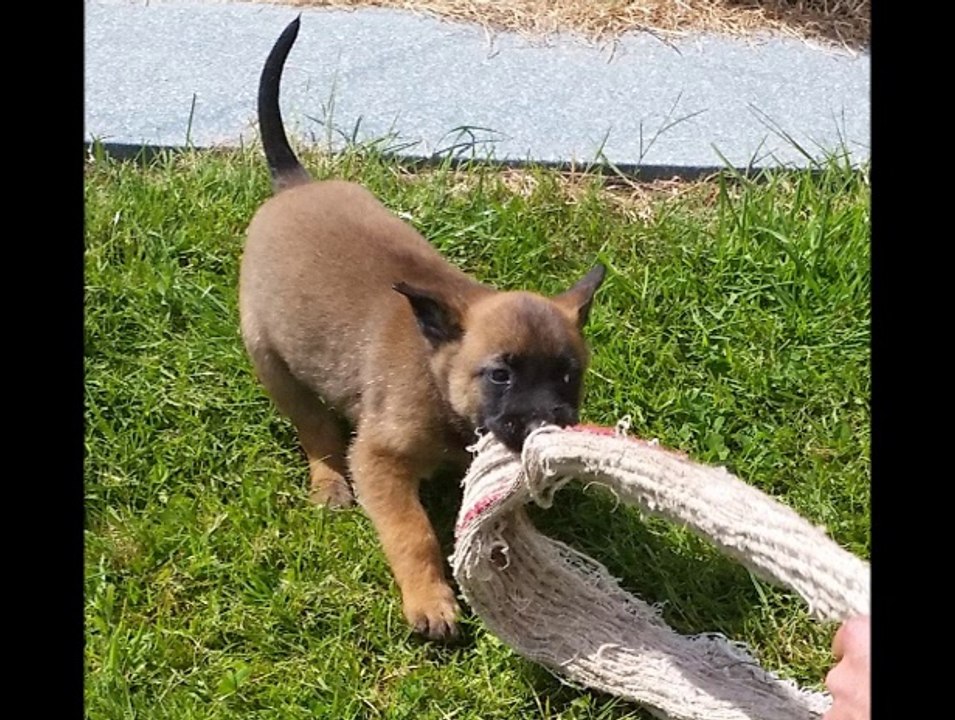 bb malinois 5 semaines
