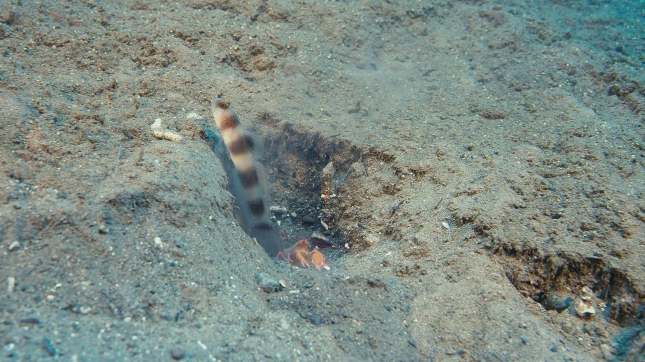 Simbiyoz Yaşam